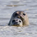 De La Baie-baie De Somme-sites Et Paysages Camping Pendé